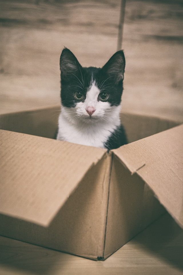 Delivery information cat cardboard box
